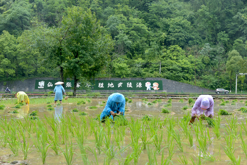 端午假期冒雨插秧，張家界黃龍洞景區(qū)生態(tài)田園農(nóng)事忙